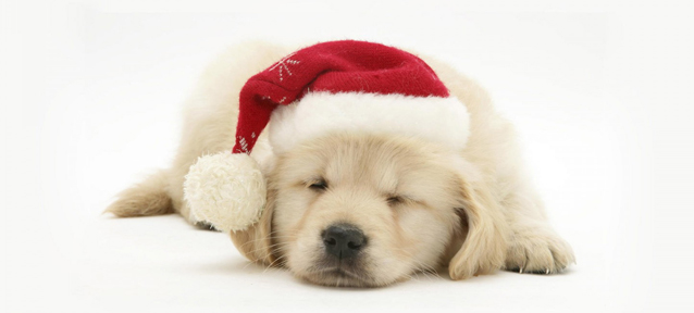 你養(yǎng)寵物嗎？千萬別這么喂它們。