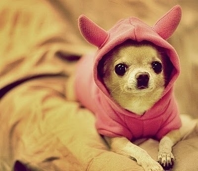 寵物市場(chǎng)商機(jī)大 特色服務(wù)最“得寵”